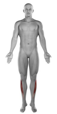 tibialis anterior erkek kas anatomisi