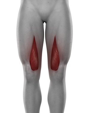 Vastus medialis erkek kasları