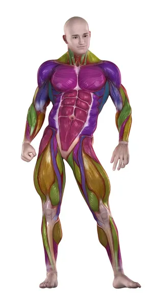 Bodybuilder muskler anatomi — Stockfoto