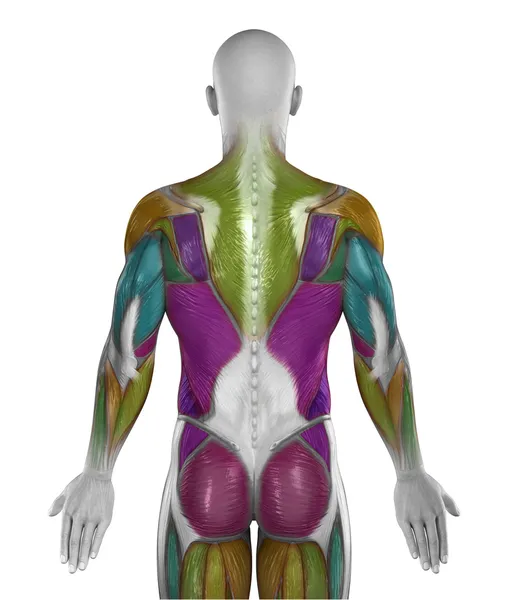 Mužské břišní svaly zadní — Stock fotografie