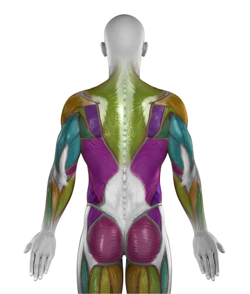 남성 복 부 후부 근육 — 스톡 사진