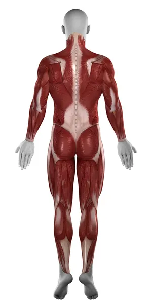 男人的肌肉解剖 — 图库照片
