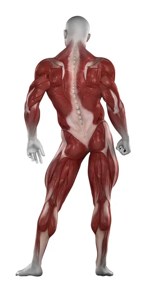 Bodybuilder muscles anatomy — Stock Photo, Image