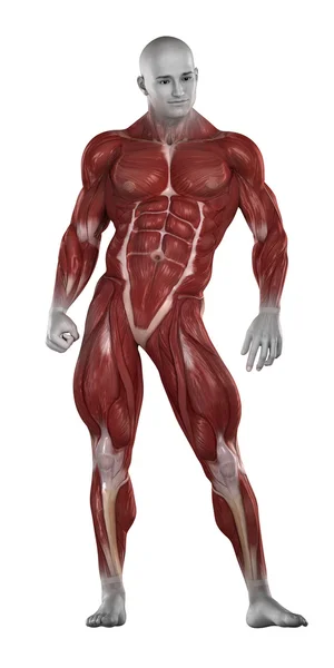 Bodybuilder muscles anatomy — Stock Photo, Image