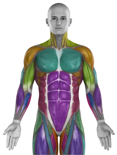 Mucles mapa anatomía — Foto de Stock