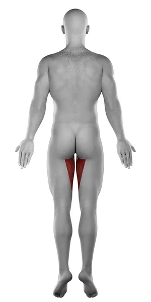 Aductor masculino anatomía magnus — Foto de Stock