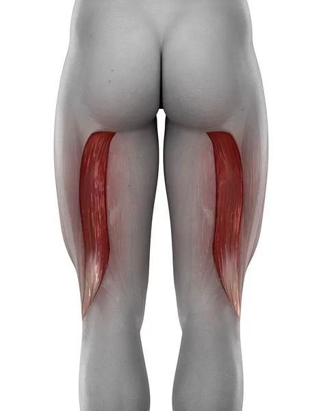 Anatomia do bíceps femoral masculino — Fotografia de Stock