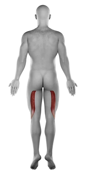 Anatomía del bíceps femoral masculino — Foto de Stock