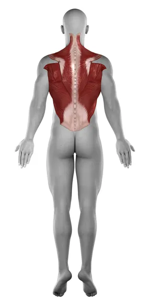 Abdominales músculos de espalda — Foto de Stock