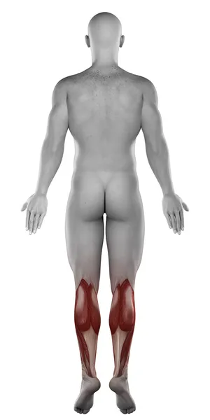 Anatomie van de mannelijke kalveren — Stockfoto