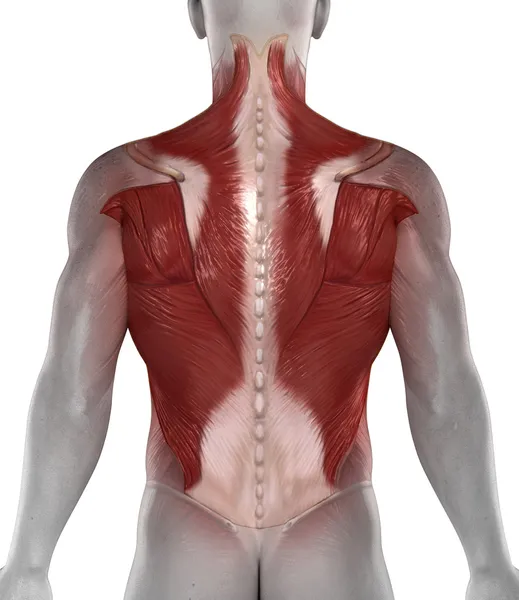 Abs back muscle — Stock Photo, Image