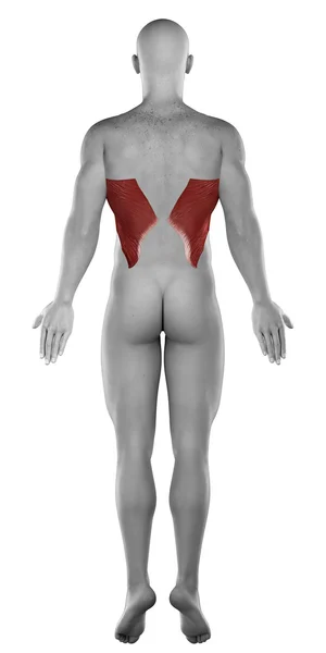 Latissimus dorsi mannelijke spieren — Stockfoto