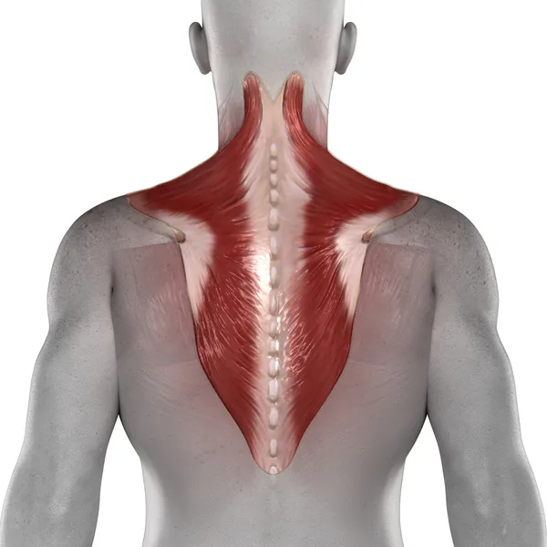 Trapezius mannelijke spieren — Stockfoto