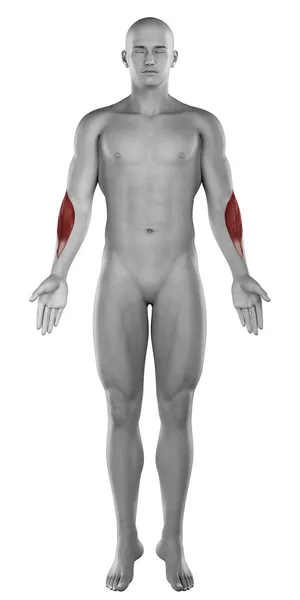 Mięśnie mężczyzna brachioradialis — Zdjęcie stockowe
