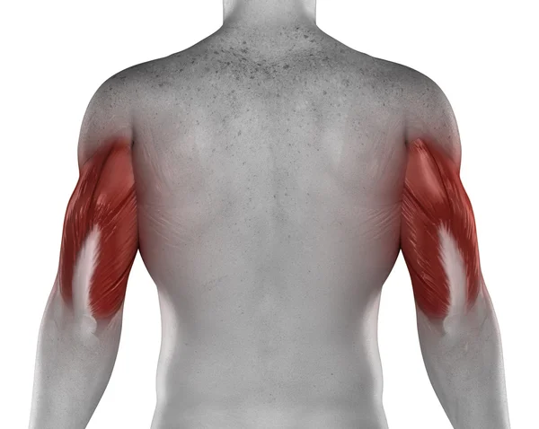 Triceps músculos masculinos — Fotografia de Stock