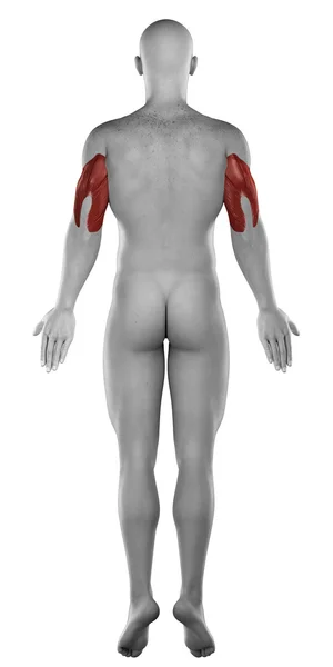 肱三头肌男性肌肉 — 图库照片
