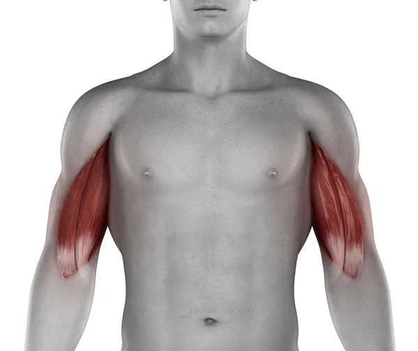 Bicipiti muscoli maschili — Foto Stock