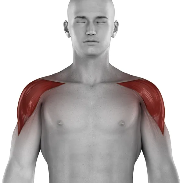 Deltový sval mužské svaly — Stock fotografie