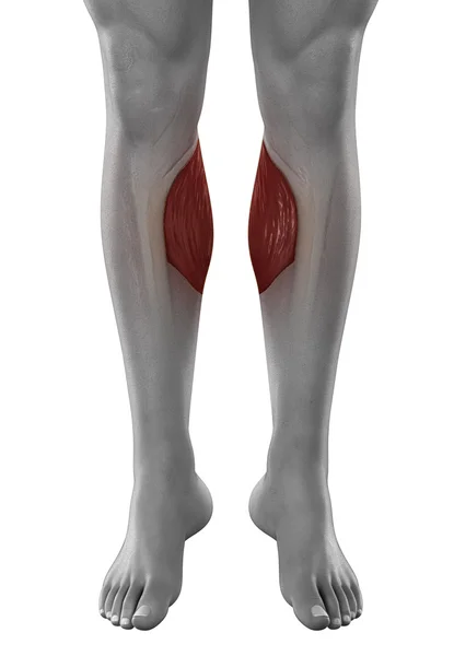 Gastrocnemius mannelijke spieren — Stockfoto