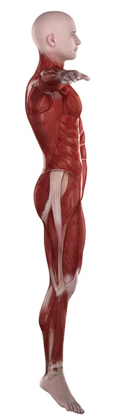 Man muscle anatomie — Stockfoto