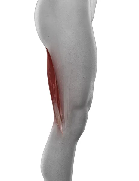 Man biceps femoris muscle — Stock Photo, Image