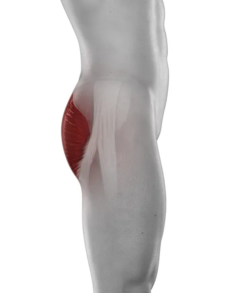 Анатомия ягодичной мышцы — стоковое фото