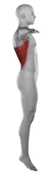 Anatomia do homem grande dorsal — Fotografia de Stock