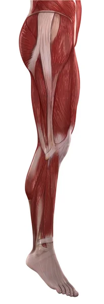 Beinmuskeln Anatomie — Stockfoto