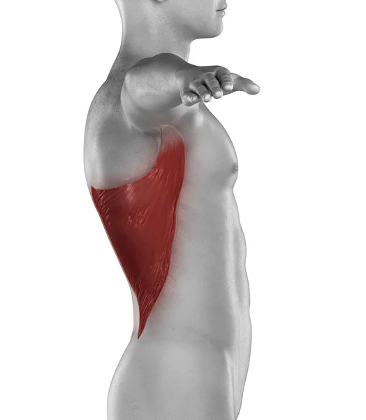 Πλατύς ραχιαίος μυς άνθρωπος — Φωτογραφία Αρχείου