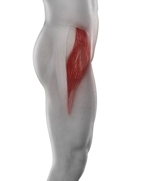 Man tensor fasciae latae — Stockfoto