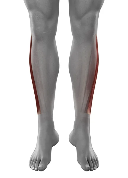 Peroneus longo músculos masculinos — Fotografia de Stock