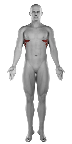 Musculus serratus mannelijke spieren anatomie — Stockfoto