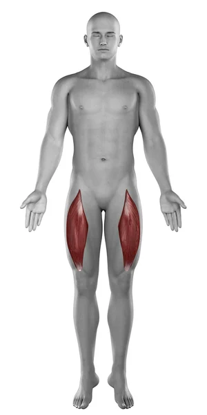 Musculus rectus femoris mannelijke spieren anatomie — Stockfoto