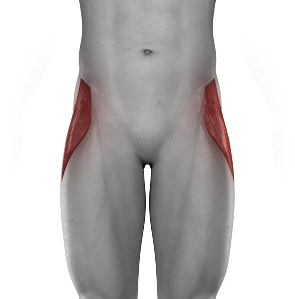 Tensor fasciae latae músculos masculinos — Fotografia de Stock