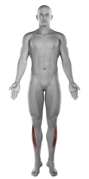 Tibialis anterior erkek kas anatomisi — Stok fotoğraf