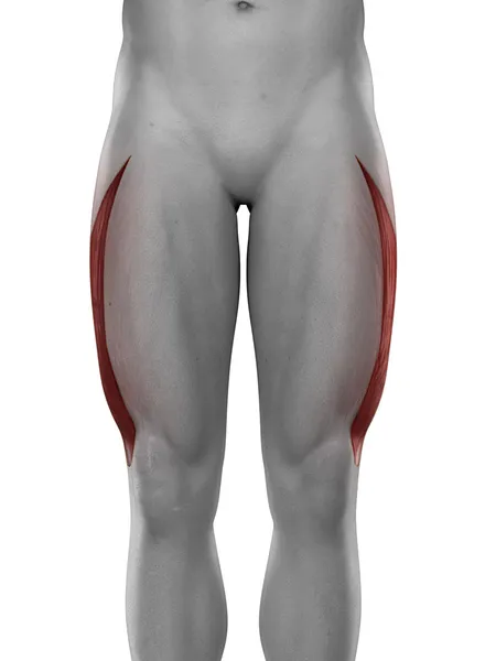 Vastus medialis male muscles — 스톡 사진