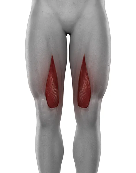 Vastus medialis muscoli maschili — Foto Stock