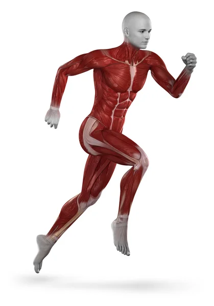 Biegacz anatomii mięśni — Zdjęcie stockowe