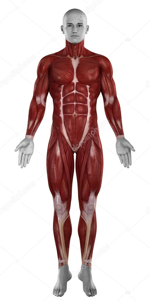 Man muscles anatomy