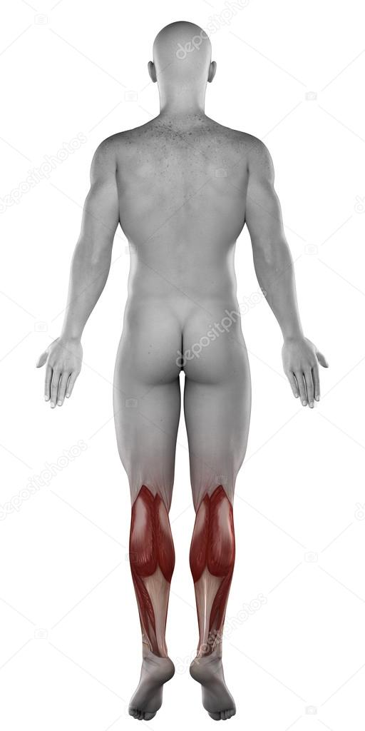 Male calves anatomy Stock Photo by ©CLIPAREA 39844615