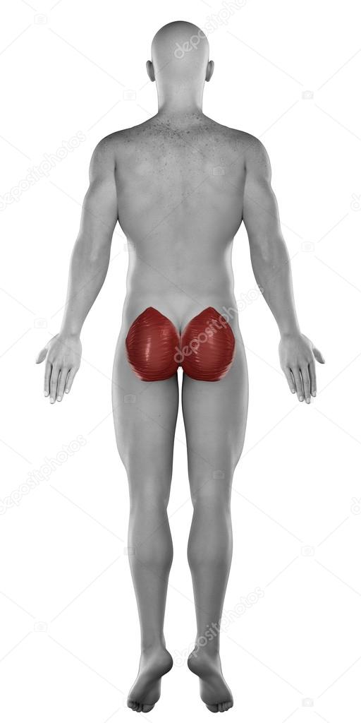 Gluteus maximus male muscle