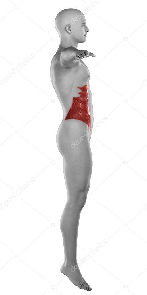 Man external oblique muscle