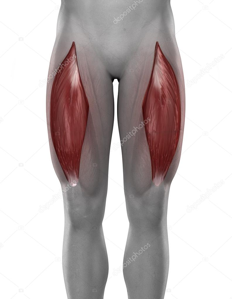 Rectus femoris male muscles