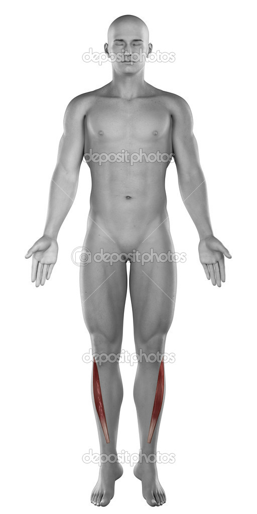 Tibialis anterior male muscles anatomy