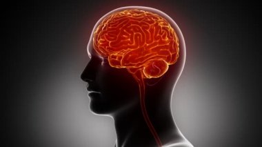 adam beyin anatomisi