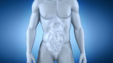 erkek Üriner tıbbi tarama anatomisi