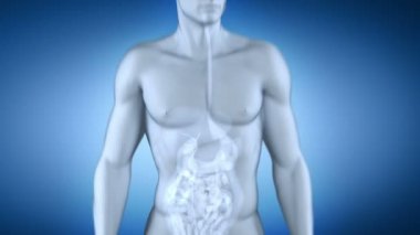 erkek dalak anatomi x-ray