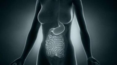 kadın bağırsak mide anatomisi