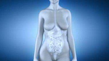 kadın karaciğer anatomisi