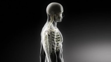 Servikal Omurga anatomisi adam